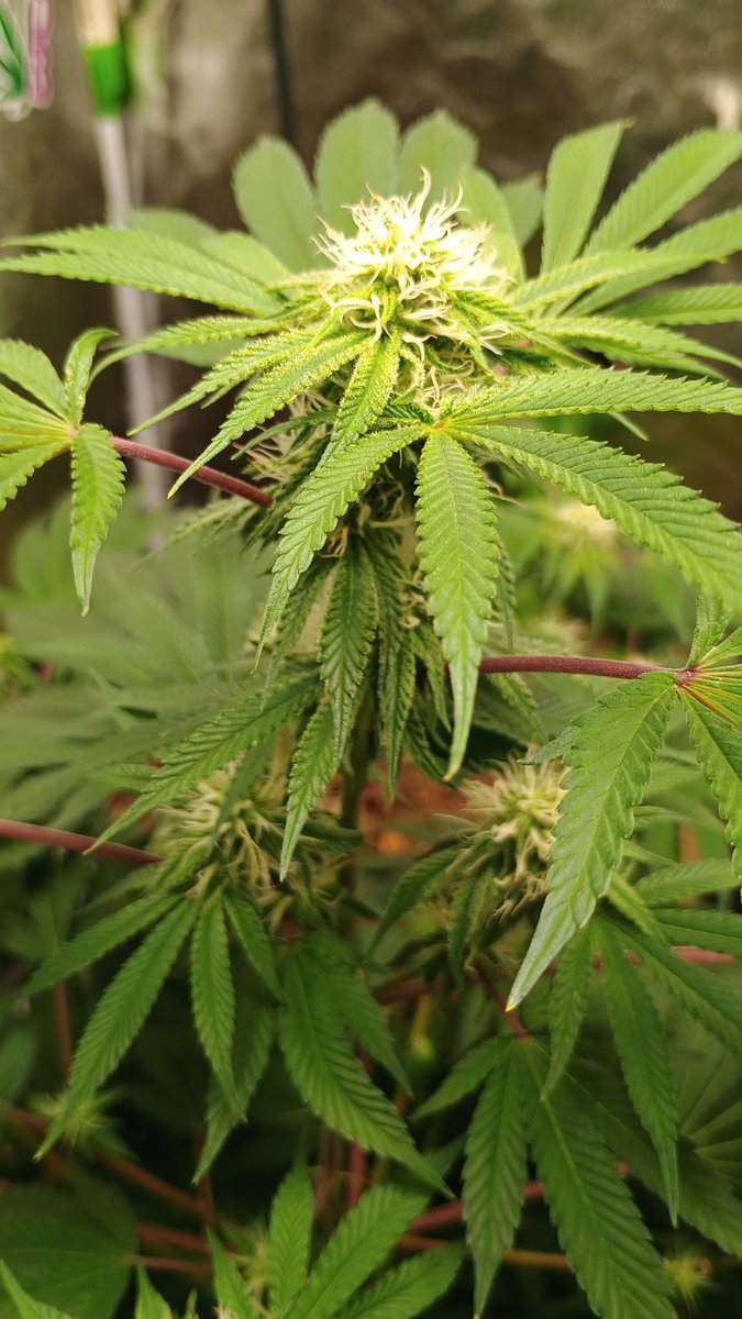 DjVisionaire tweet media