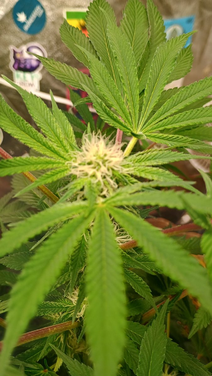 DjVisionaire tweet media