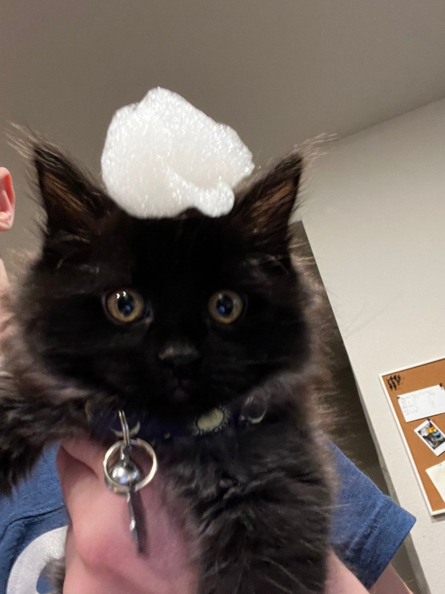 visualscat's tweet image. 