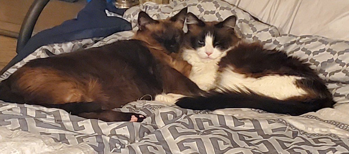 Robin 🏳️‍🌈 Simba 🐈 Nala 🐈 tweet media