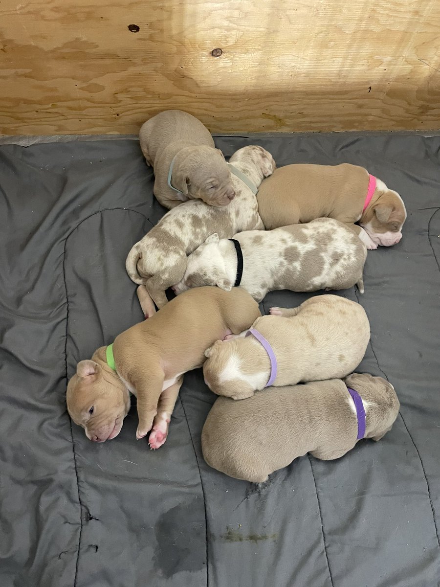 ☀️ Located in California
King Titan 👑 #topdogbullies
CANELA  
💻 Bosscobullies.com 
📲 (925)565-4317 
champagne 🍾 MERLE🌈 LILAC TRI
temperament 🤍structure 💪🏼
quality ⬆️ quantity 
UKC PR Bloodlines🩸
10X SHOW STOPPING ACE ♠️ #gottyline #greyline #xlbully #dog #allthewayup