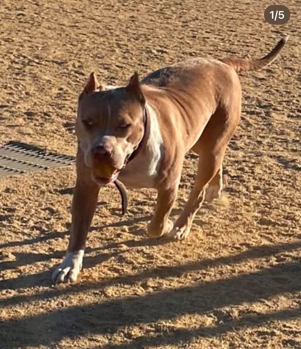 Bosscobullies's tweet photo. ☀️ Located in California
King Titan 👑 #topdogbullies
CANELA  
💻 https://t.co/R1lzoAJbfN 
📲 (925)565-4317 
champagne 🍾 MERLE🌈 LILAC TRI
temperament 🤍structure 💪🏼
quality ⬆️ quantity 
UKC PR Bloodlines🩸
10X SHOW STOPPING ACE ♠️ #gottyline #greyline #xlbully #dog #allthewayup https://t.co/SRhwxoARHF