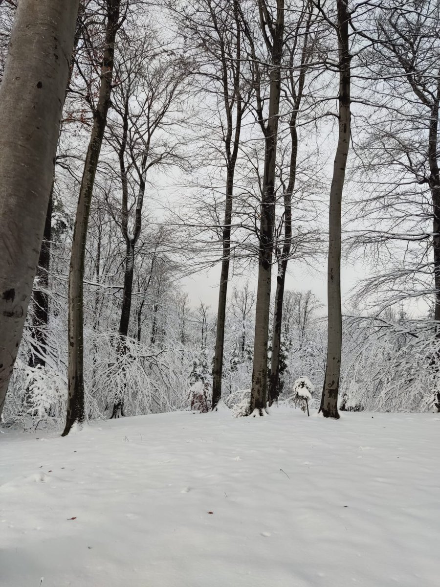 RNP_Romsilva's tweet photo. Un început de an plin de omăt în pădurile Ocolului Silvic Solca, Direcția Silvică Suceava.
#snow #forest #nature #NatureBeauty #NewYear #trees https://t.co/MJrcUgAhFL