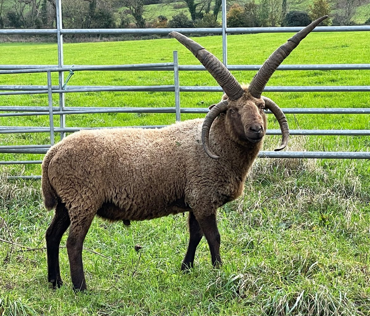 Race primitive de moutons originaires de l'île de Man, au large de la côte nord-ouest de l'Angleterre. Ils étaient nombreux sur l'île à l'époque, mais leur nombre avait considérablement diminué dans les années 1950. 
La race appartient au même groupe de races primitives à queue