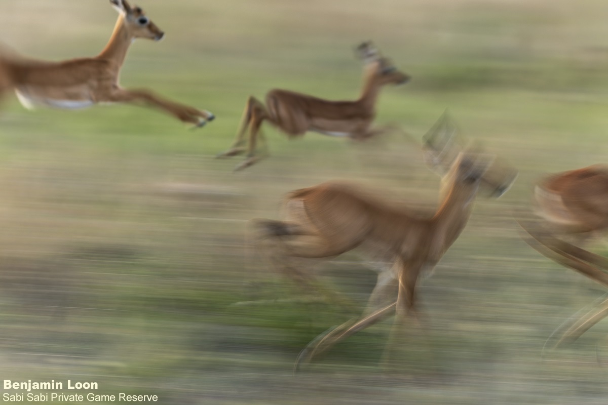 Sabi Sabi tweet media