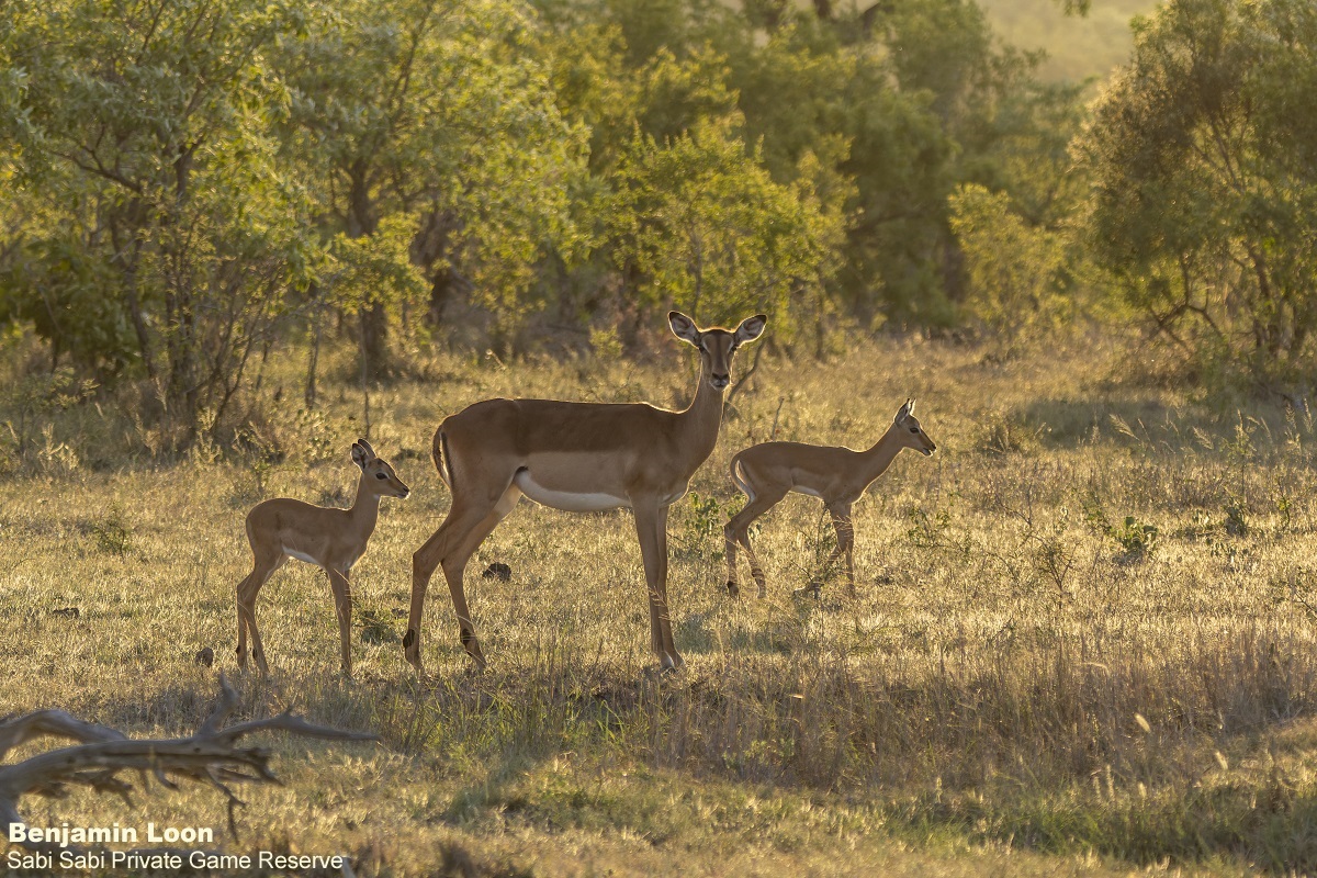 Sabi Sabi tweet media