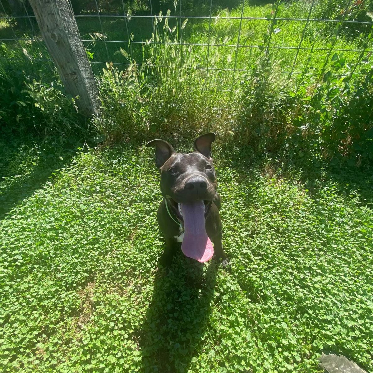 VoiceRescue's tweet photo. 798 DAYS IN RESCUE
Introducing Zorro, a 2-3 year old pittie mix with a heart full of love to give!
Zorro's had a tough past, but his resilient spirit shines through as he adores cuddles and belly rubs. This energetic and playful pup is an avid runner and walker, always ready for an adventure.
Zorro thrives in an active household and would make a great running buddy. However, he should be the only pet in the home, as he isn't a fan of cats and needs a meet and greet with other dogs. ๐พ
Zorro's love for people is boundless, but a home without kids would be ideal for this former abuse survivor. Give Zorro a chance to steal your heart with his warm personality and zest for life! ๐
You will find our foster and adoption links at the link below!
Go ahead!
Click it!
We dare you!
Located in Texas, out of state transport available!
https://t.co/XJlzP3mHot