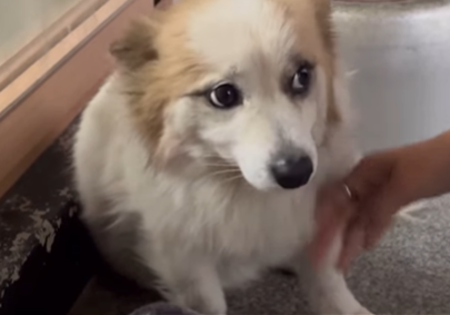 le_Parisien's tweet photo. Après le crash du vol Jeju Air, la presse sud-coréenne s’émeut de l’histoire de Pudding, une chienne errante qui s’est retrouvée seule après la disparition de neuf membres de sa famille dans le drame

Récit ➡️ https://t.co/ZfOGAslHZl https://t.co/X9nXM3d3zs