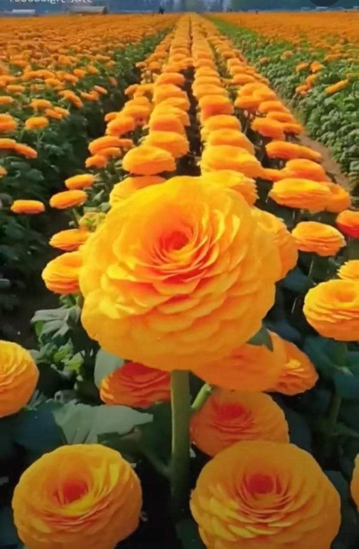 So beautiful 😍 
 GOOD AFTERNOON FOLKS.