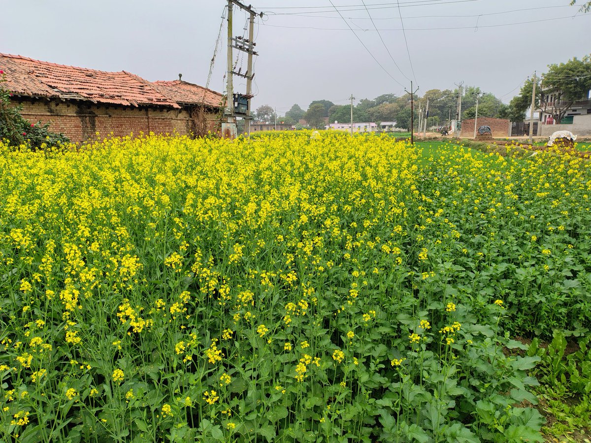 uttkarsh_patel_'s tweet image. Spent the new year peacefully at my grandma&apos;s place😌