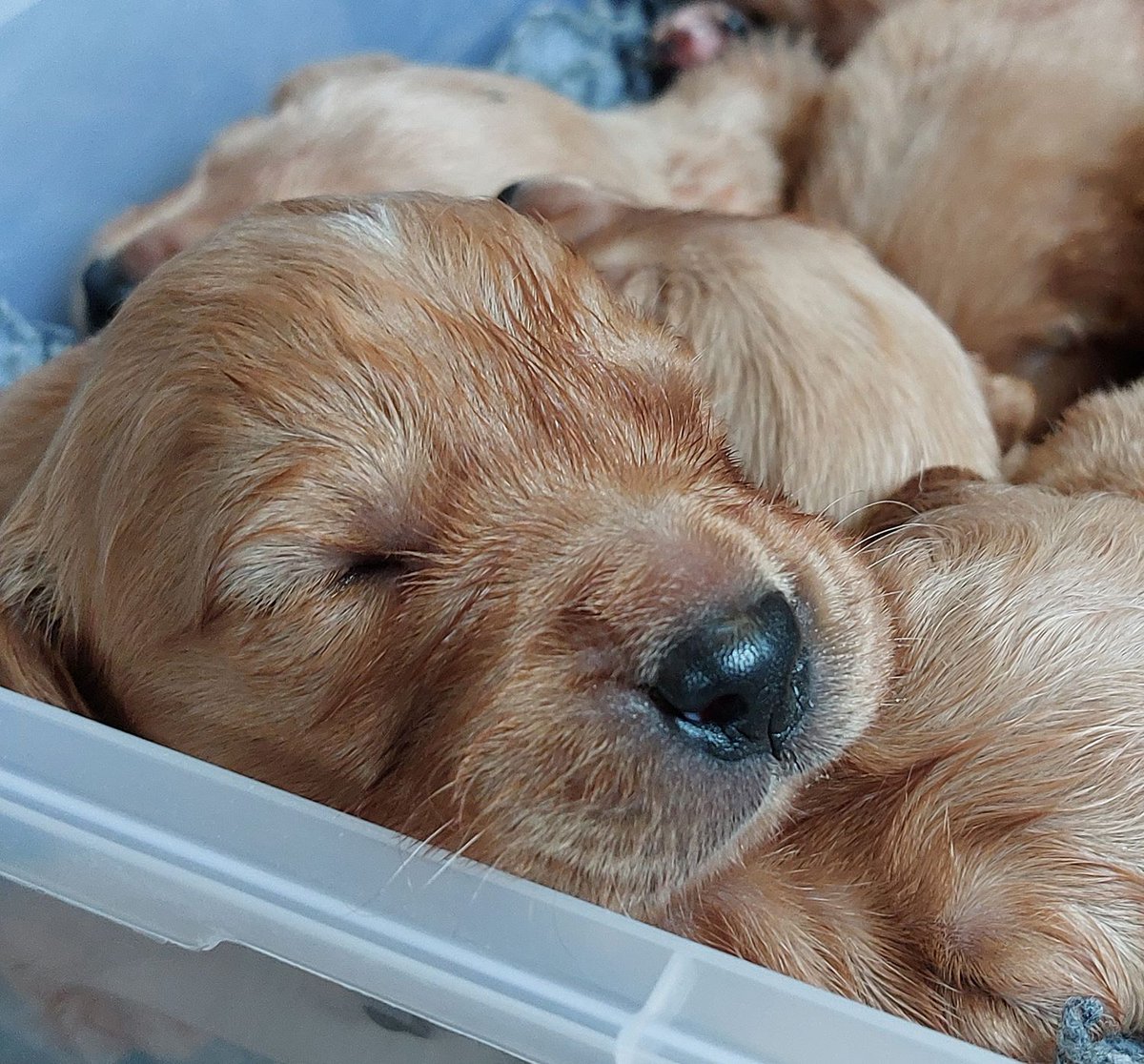 In case you missed it! Today the <a href="/BBCBreakfast/">BBC Breakfast</a> team found out all about volunteering for Guide Dogs and met some of our staff, volunteers and pups 🐶 #BBCBreakfast (1/3) 👇