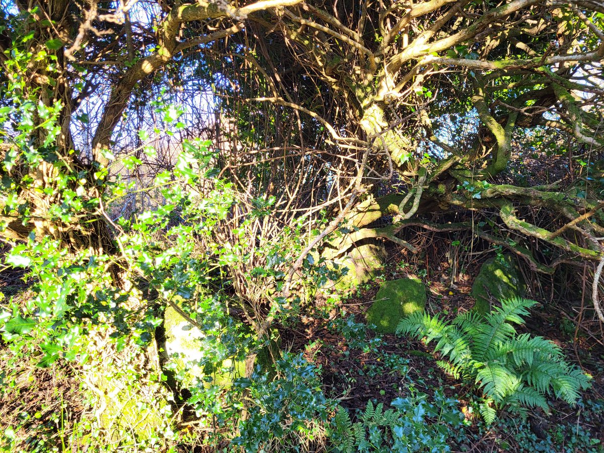 How many different types of creature shelter, nest, hide, or feed in this gloriously wild tangle of old ivy-covered hawthorns.

Forget all your 'bug hotels', feeding stations, and tack-on nesting boxes: what wildlife desperately needs more than anything else is *natural habitat*.