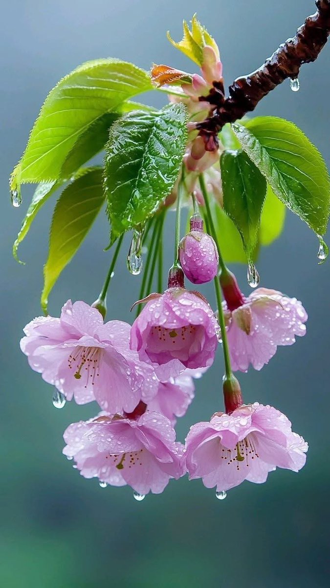 fulkosansar's tweet photo. #flowerphotography #FlowerPower #Nepal https://t.co/rcgby2zczI