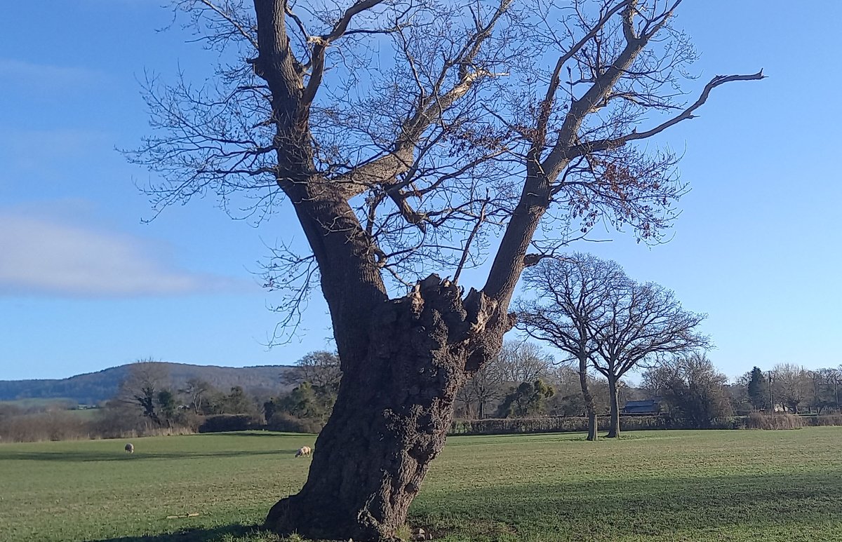 Boscinet's tweet photo. Cold winter walk in bright low sun yesterday 2nd Jan2025 beautifully deliniating some of my local veteran oak trees here in Norton Canon and Kinnersley https://t.co/rll7edi0rJ