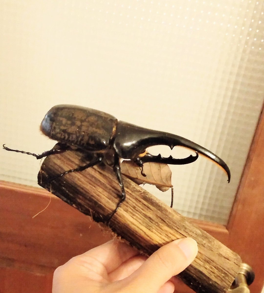 ヘラクレス幼虫を、らくボックスワイドに移す作業から今年の昆虫始め。
去年は本格的にクワガタデビューして、色々なクワカブを飼った年でした。
今の目標は、幼虫は無事成虫に育てること、成虫はそれぞれベストな環境を把握すること。ブリードはその次だと思ってます。
我が子全員元気に生きてね！