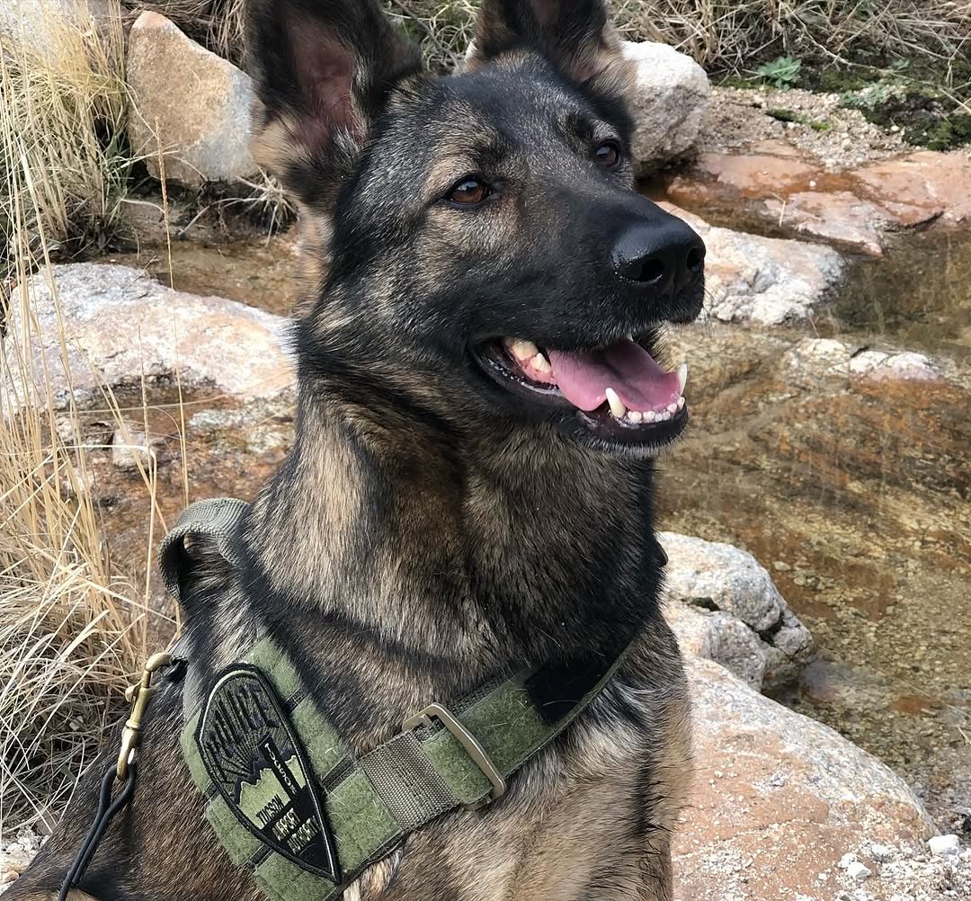 Spikesk9fund's tweet image. Spike’s Pack, let’s all wish K9 Yewa a happy retirement! 🐺🎉

Yewa, a single-purpose #ExplosiveDetectionK9, served with the Tucson Airport Authority PD, AZ. She’s a proud beneficiary of our #SpikesSchool &amp;amp; has been an exceptional, hardworking partner to her handler, Gordon.…