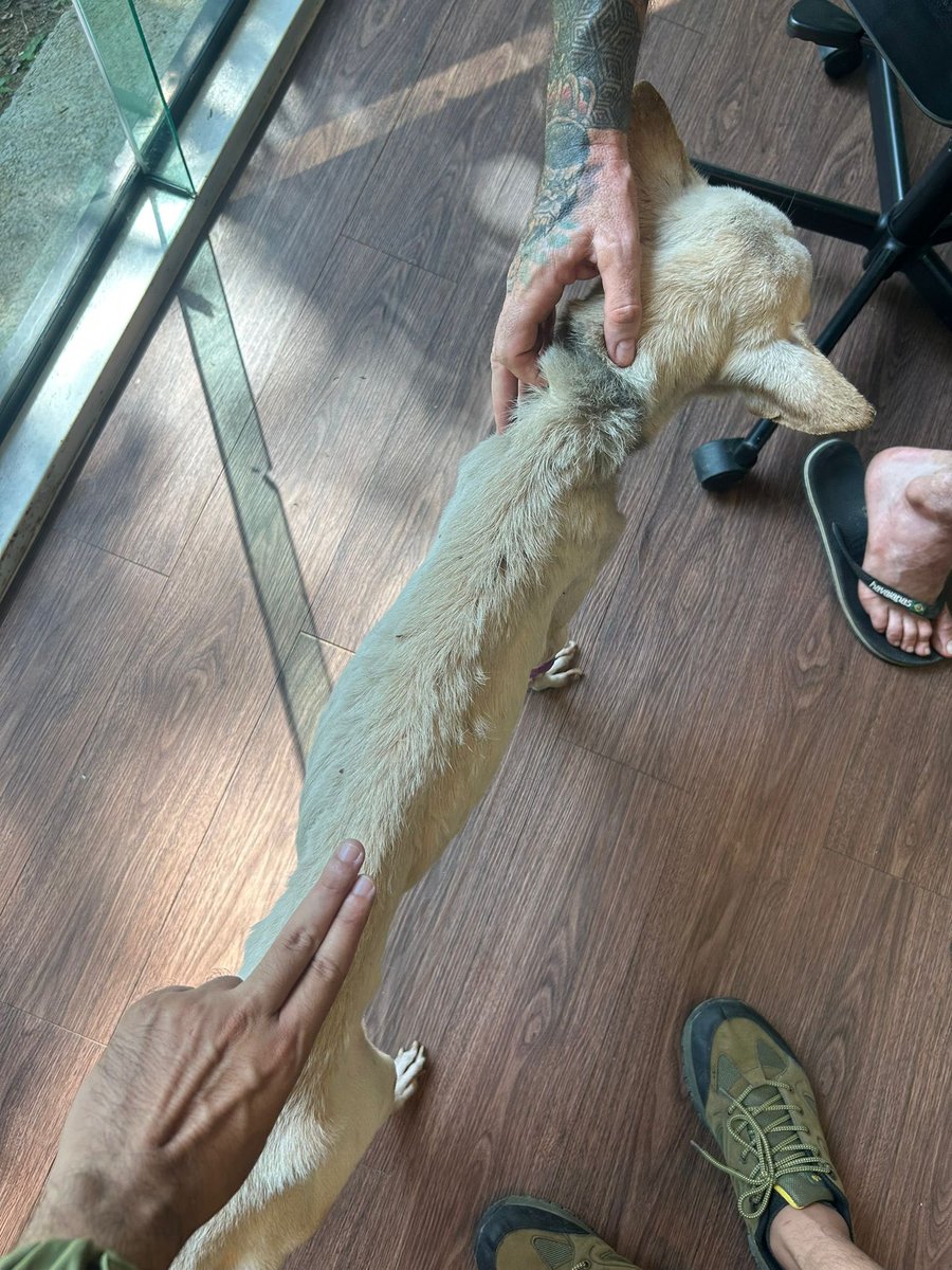 Niall Harbison tweet media