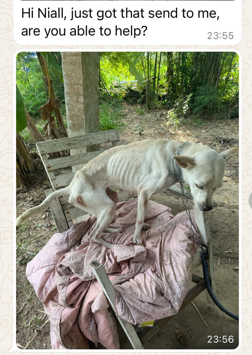 Niall Harbison tweet media