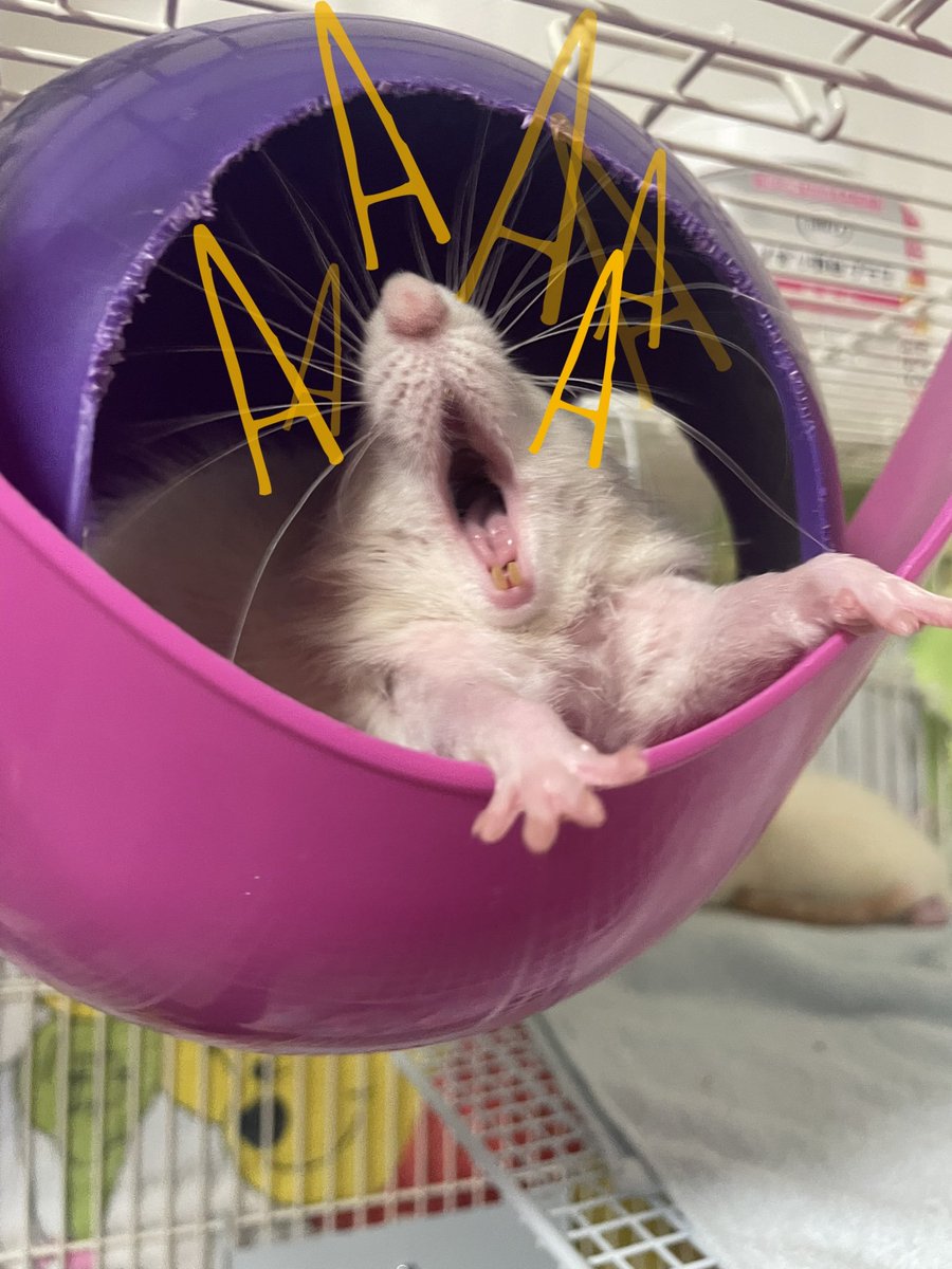 Greytail - Rattus Invictus! tweet media