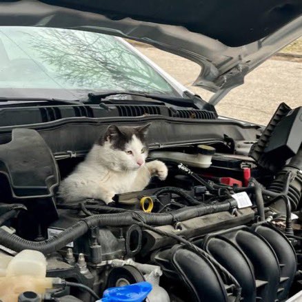 عزيزي قائد المركبة عزيزتي قائدة المركبة لطفاً قبل تشغيل المركبة تفحص سيارتك كي لا يكون فيها #قط أو #قطه هرب من البرد ليجد الدفء و نتسبب بإصابته أو موته #دقيقه_من_وقتك تكفي لإنقاذ #القطط