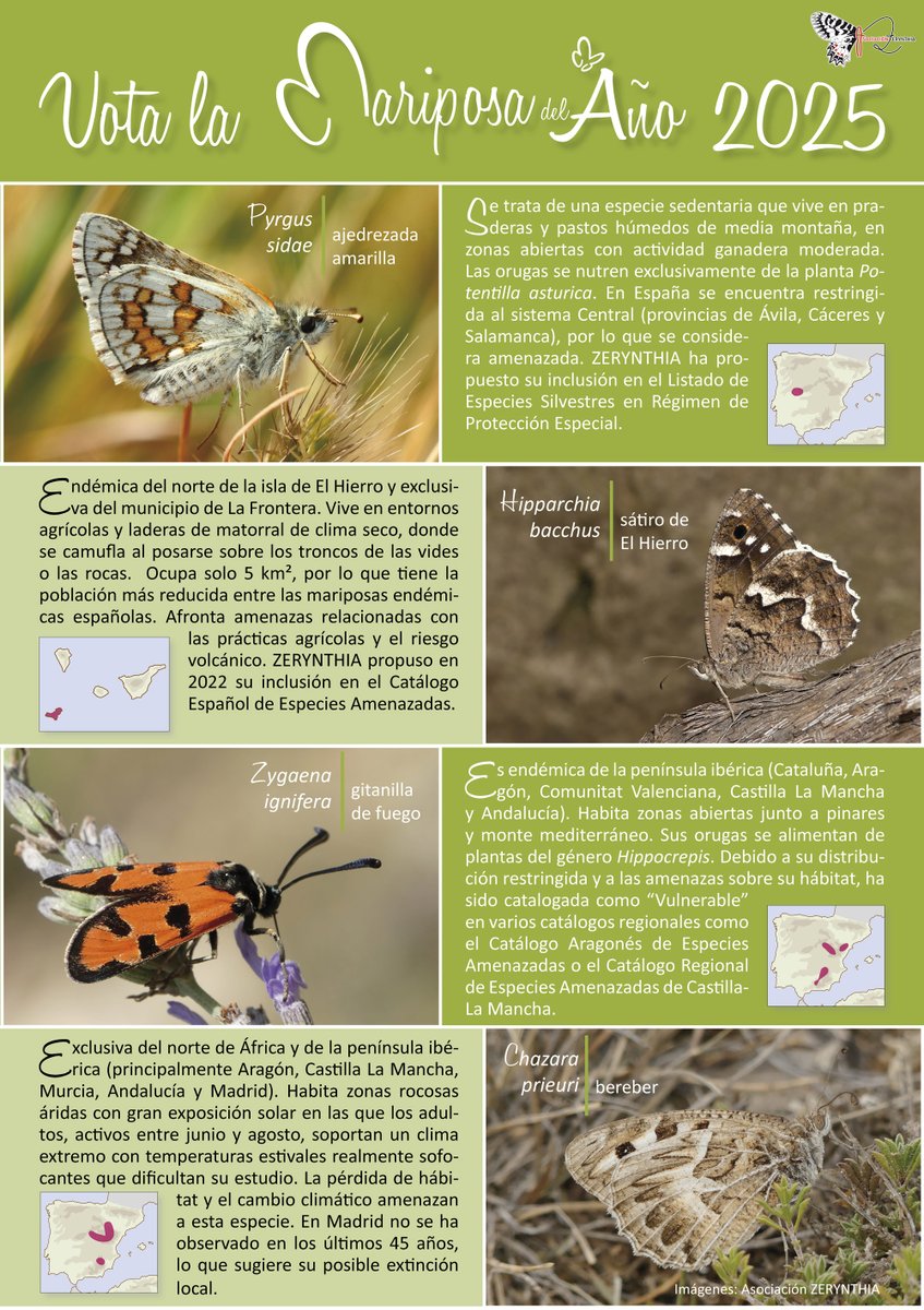 😍Os presentamos a las candidatas que optan a ser #MariposaDelAño 2025!

¿Nos ayudas a elegirla? 
➡️"Pyrgus sidae"
➡️"Hipparchia bacchus" 
➡️"Zygaena ignifera"
➡️"Chazara prieuri" 

Vota tu #MDA2025 favorita hasta el 31 de enero📩: asociacion-zerynthia.org/MDA#votar