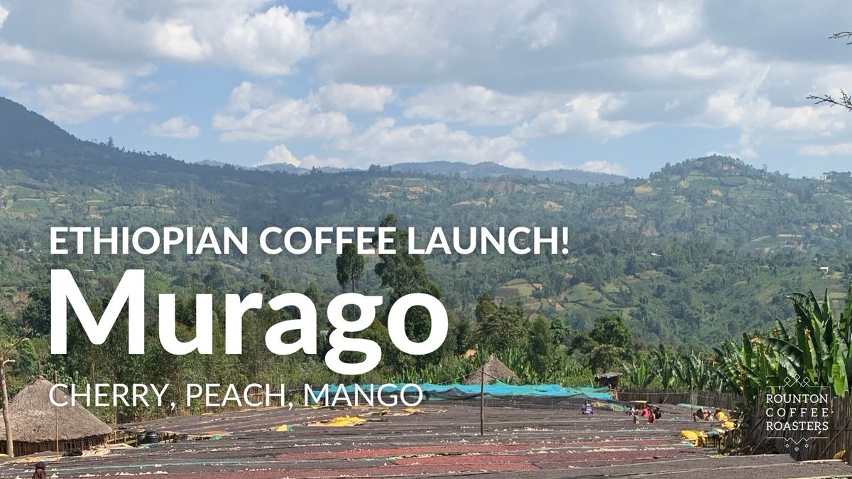 We're back with a bang(ing new coffee)! ☕

Murago is a sweet and fruity delight, with a big hit of cherry, followed by juicy peach and mango. 

Get yours here: rountoncoffee.co.uk/products/murago

#ethiopiancoffee #specialtycoffee