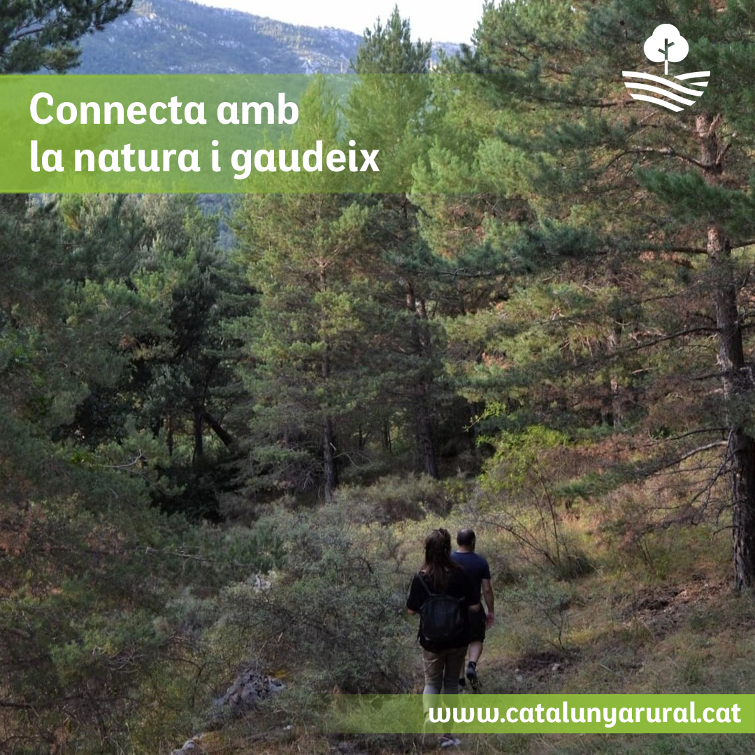 Banys de bosc al Solsonès: connecta amb la natura al peu de la Font del Vermell.

🗺️ Itinerari circular d’1 km, ideal per a tota la família. Silenci, pi roig i aromes silvestres t’esperen.

👉 Planifica la visita: catalunyarural.cat/banys-de-bosc-…

#CatalunyaRural #ConnexióNatural