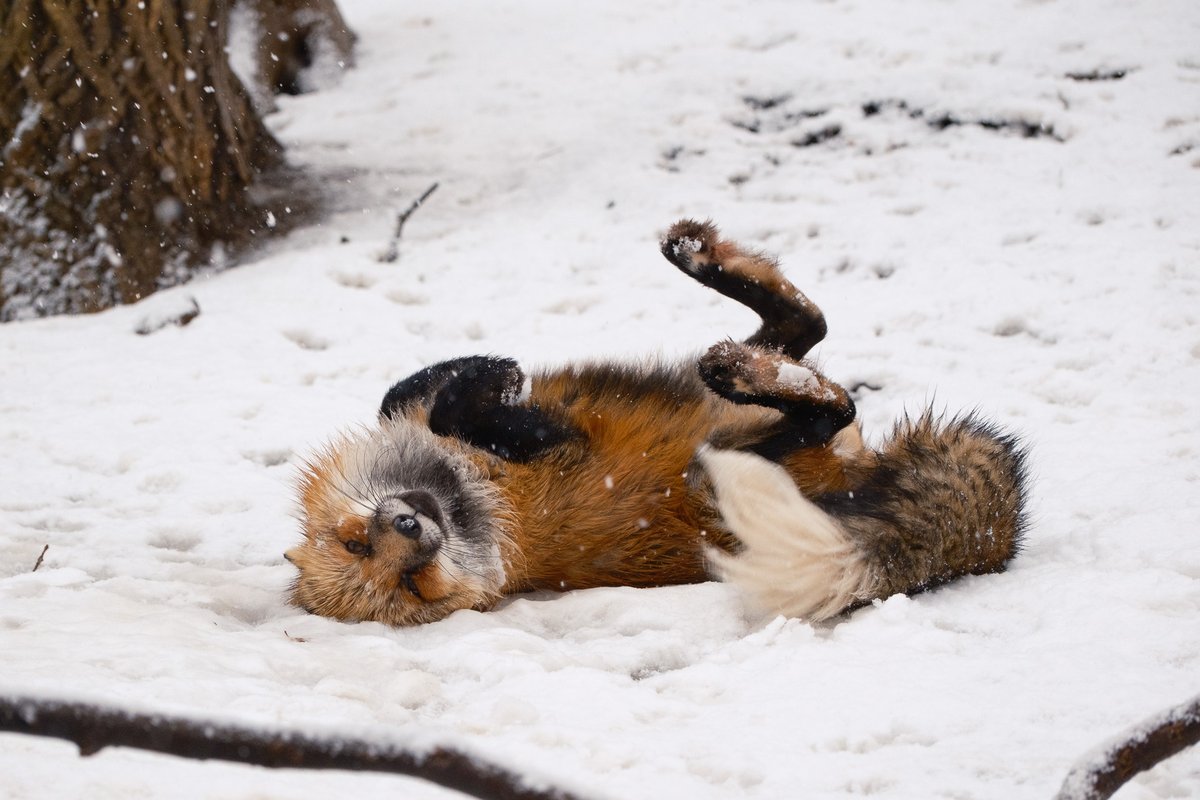 user_5ae28ba5です❣️0627 Kawasaki Motorcycle 2024 OEM Parts Diagram for Ignition Switch