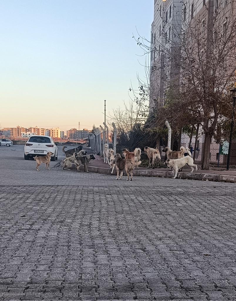 🇹🇷Kemal kurt🇹🇷 (@kemalkurt0315) on Twitter photo Sizi Allah'a havale ediyorum. <a href="/sanliurfabld/">Şanlıurfa Büyükşehir 🇹🇷</a> <a href="/viransehir_bld/">Viranşehir Belediyesi</a> <a href="/DEMGenelMerkezi/">DEM Parti</a> Viranşehir TOKİ sokak köpeklerinden geçilmiyor çocuklarımız güvende değil!!! Sizi Allah'a havale ediyorum. <a href="/sanliurfabld/">Şanlıurfa Büyükşehir 🇹🇷</a> <a href="/viransehir_bld/">Viranşehir Belediyesi</a> <a href="/DEMGenelMerkezi/">DEM Parti</a> Viranşehir TOKİ sokak köpeklerinden geçilmiyor çocuklarımız güvende değil!!!