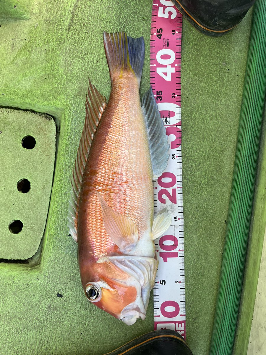 pyonpyonwt's tweet image. 新年初釣行！アマダイ！