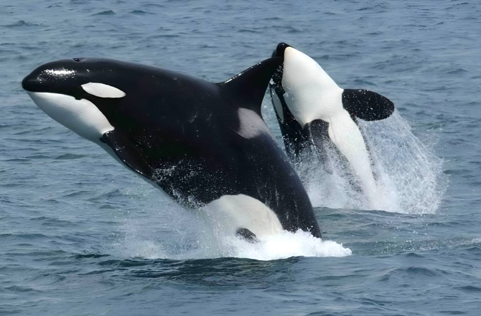 BritainHerald's tweet image. Tahlequah, the Grieving Killer Whale, loses another calf | britainherald.com/tahlequah-the-…
#Tahlequah #KillerWhale #WildlifeConservation #MarineLife #EndangeredSpecies #Seattle #OceanMourning #SalishSea #ChinookSalmonCrisis #BritainHerald