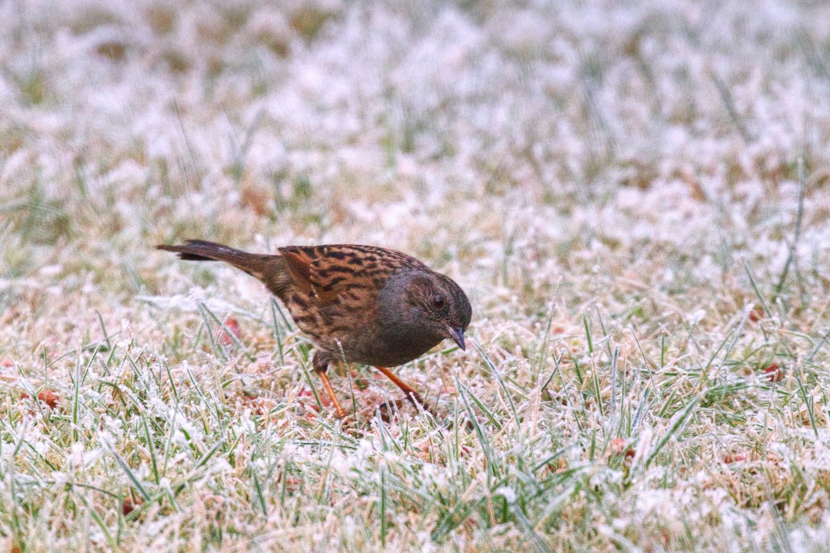 Good morning all, it’s Friday morning! My first day off for a while &amp; we’ve had a light dusting of snow. Have a fantastic day today.