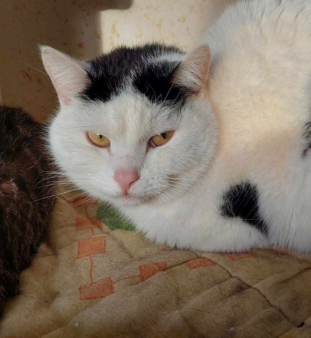 To się nie uda...

Kotka zebrała zaledwie 230 zł 😓😭
Za tyle fundacja nie opłaci pomocy dla niej 😓 

ratujemyzwierzaki.pl/doti-felineus