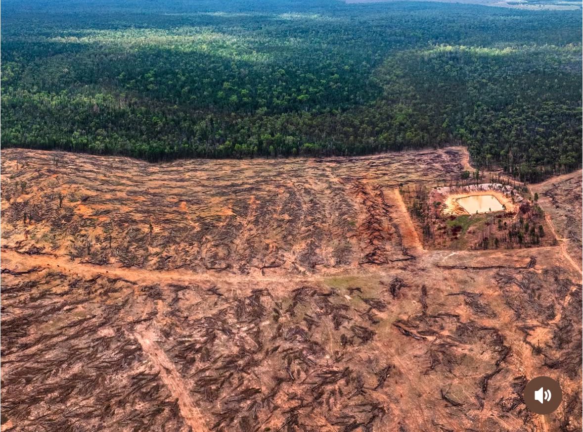 🎶 On the second day of #Veganuary the carnists sent to me, upside-down-day rationale.” 🎶

“These images show recent land clearing for beef production in Queensland, Australia…. That’s what it looks like before the grass was grown.” 

“We are clearing 130,000 hectares year on
