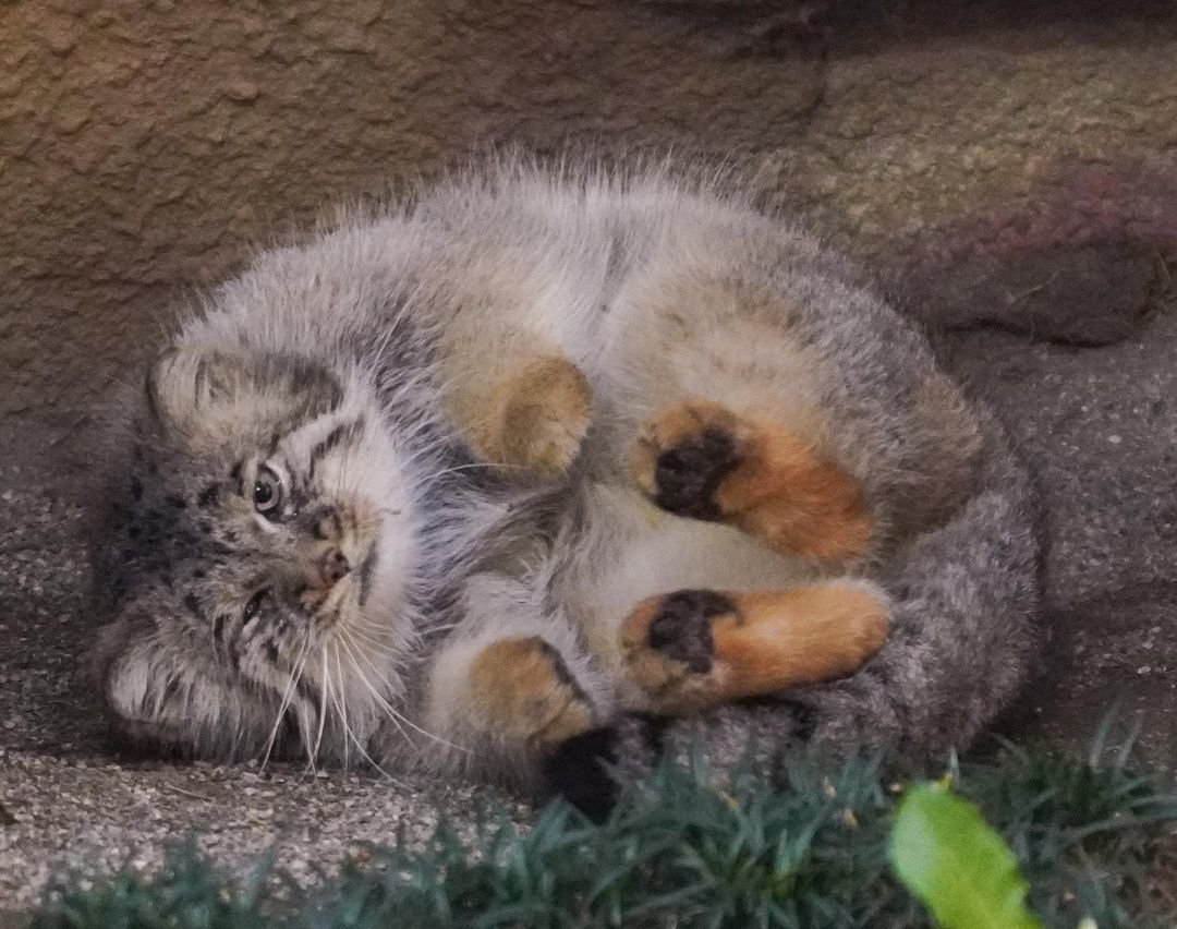 Daily Manul (@dailymanul) on Twitter photo 