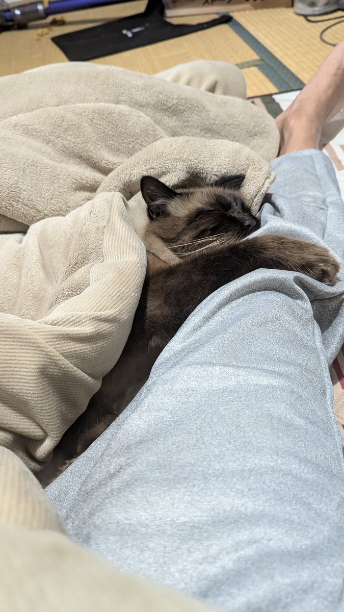 今年も寝正月です。