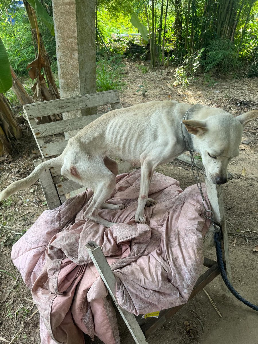 Niall Harbison tweet media