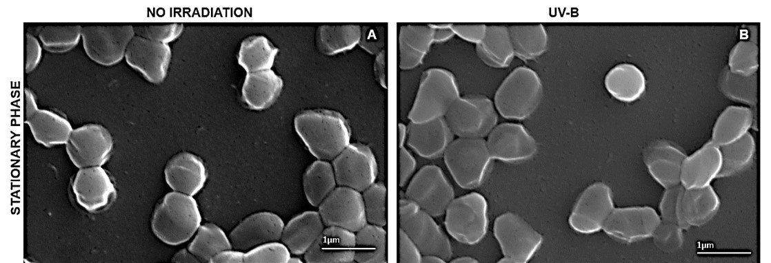 New paper out: We uncovered Arthrobacter sp. LAPM80 from Antarctica, producing C50 carotenoids with enhanced UV-B resistance. 🌞 Potential for sustainable, natural photoprotective products in skincare!  Published in Helyon.
📖 Read here: cell.com/heliyon/fullte…