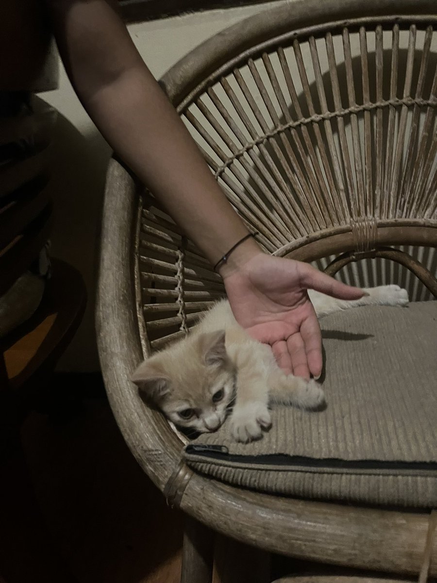 cicii 🪷 tweet media