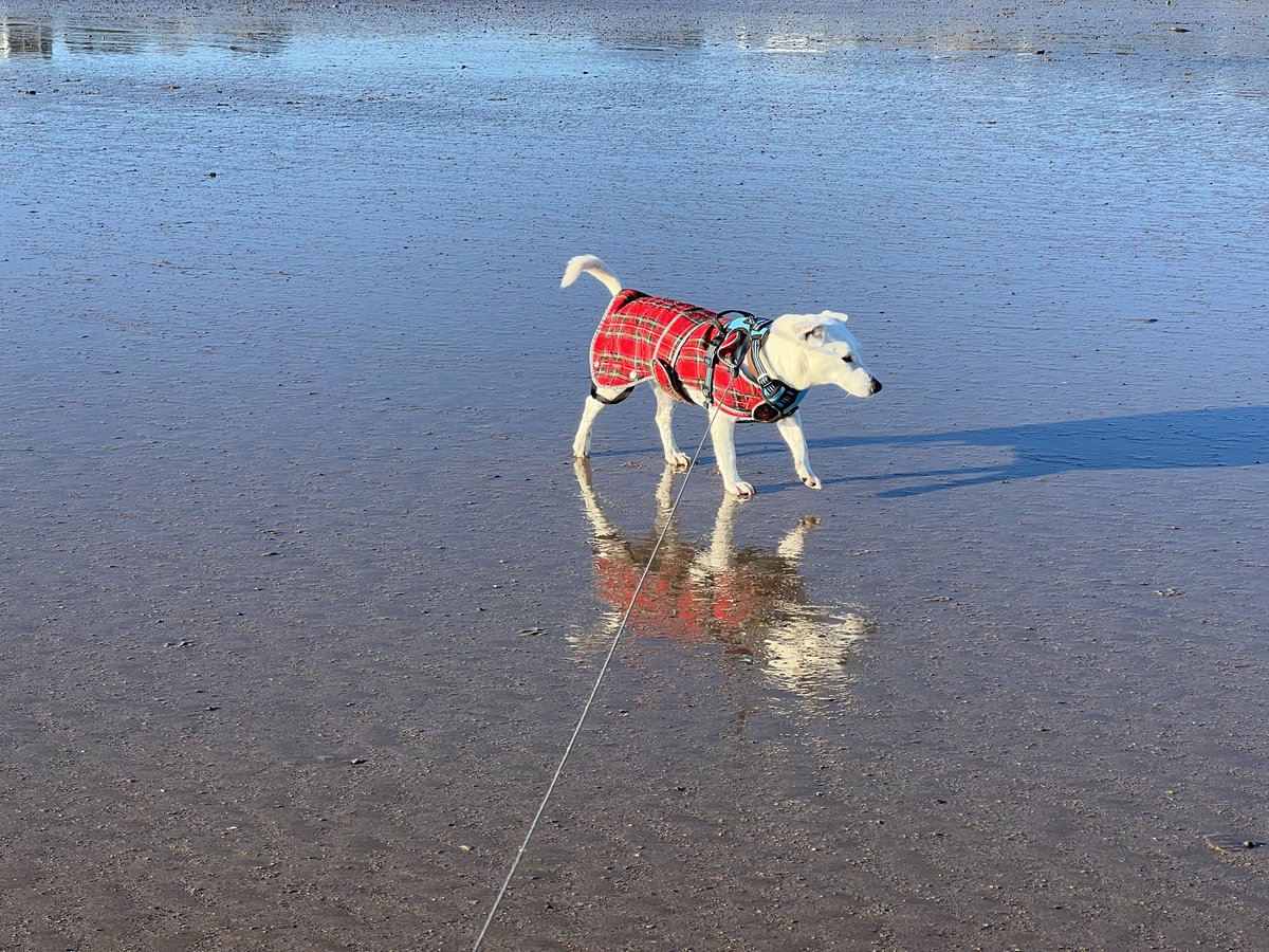 Beth🏴󠁧󠁢󠁳󠁣󠁴󠁿 tweet media