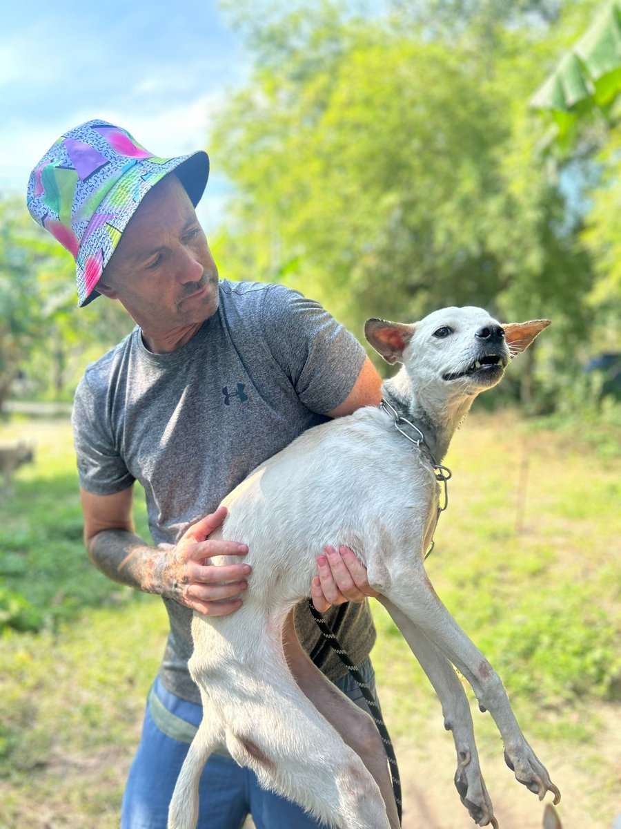 Niall Harbison tweet media