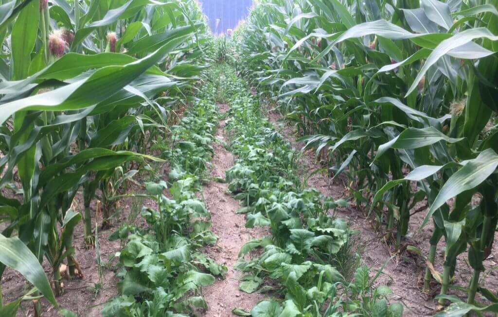 Think end-goals first when adding cover crops to corn production w/ <a href="/KevinElmy/">Kevin R. Elmy, CPAg</a> of <a href="/CoverCropCanada/">Cover Crops Canada</a>: ow.ly/UnMm50Uz35H