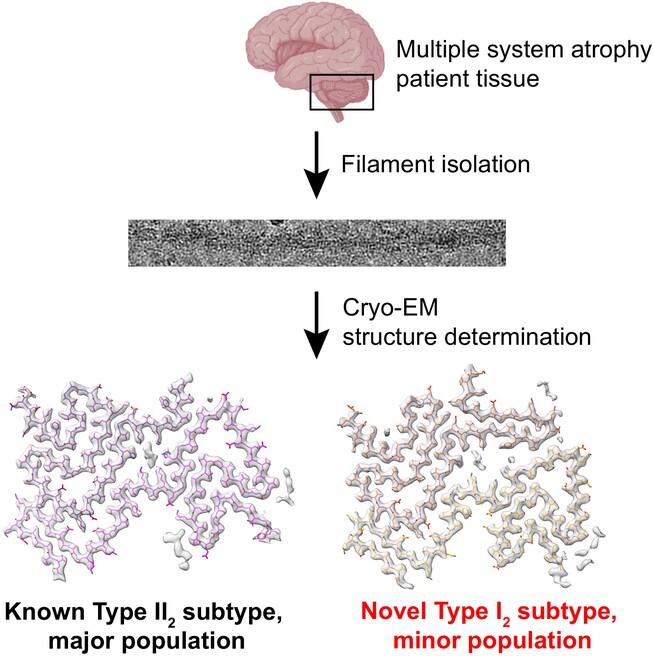 FEBS Letters (@febs_letters) on Twitter photo 🧠 Multiple system atrophy (MSA) is a #neurodegenerative disease with α-#synuclein #amyloid filament accumulation in the brain.
This #cryoEM study reveals the structure of a new α-synuclein filament subtype in MSA
🖊 Gergory Merz <a href="/UCSF/">UC San Francisco</a> & team
➡ bit.ly/40k3q6j 🧠 Multiple system atrophy (MSA) is a #neurodegenerative disease with α-#synuclein #amyloid filament accumulation in the brain.
This #cryoEM study reveals the structure of a new α-synuclein filament subtype in MSA
🖊 Gergory Merz <a href="/UCSF/">UC San Francisco</a> & team
➡ bit.ly/40k3q6j