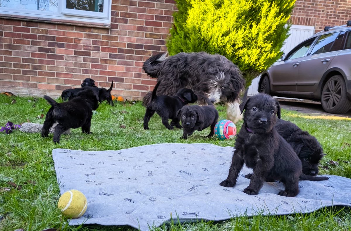 DC_Police Dogs ( Puppy Development Program) tweet media