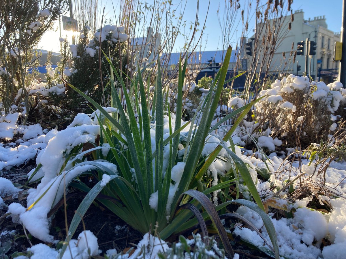 It’s cold out there today and the forecast says there might be snow this weekend - what do you think? ❄
📸 Throwback to snow at the Vicar’s Oak flowerbeds in December 2022 
#snow