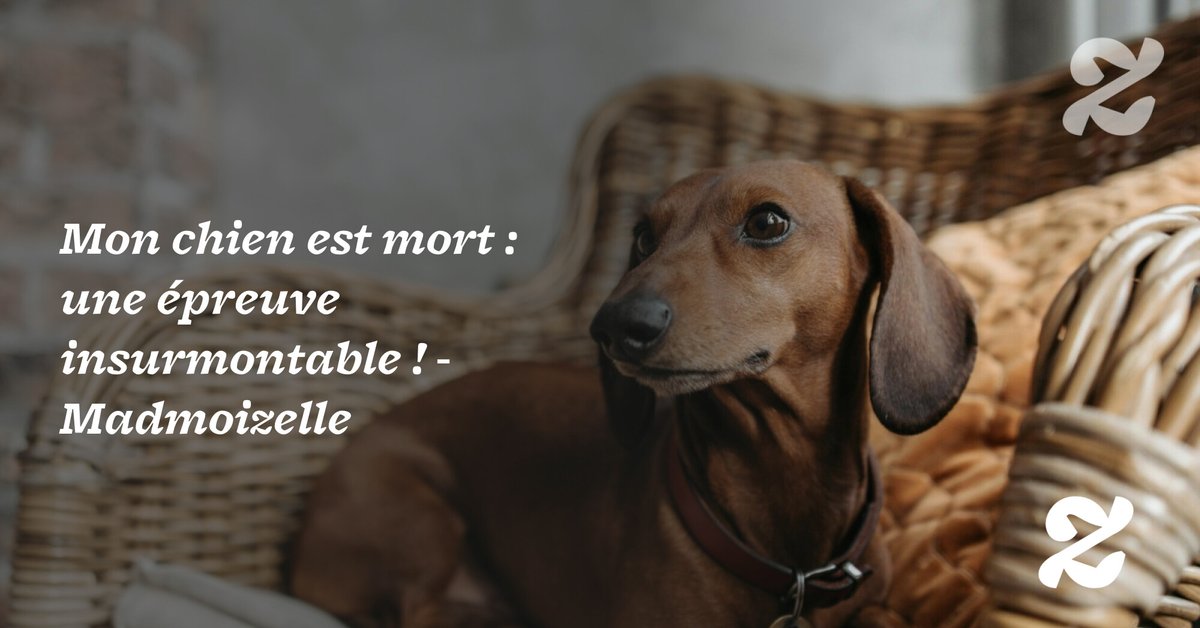 Mon chien est mort : une épreuve insurmontable !
➡️ l.madmoizelle.com/uy2