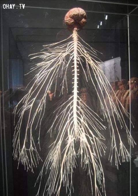 Human Body like you probably never seen before ~ A Thread 🧵

(Don't open this if you're sensitive) ⚠️

1. Here is what a fully dissected nervous system looks like: