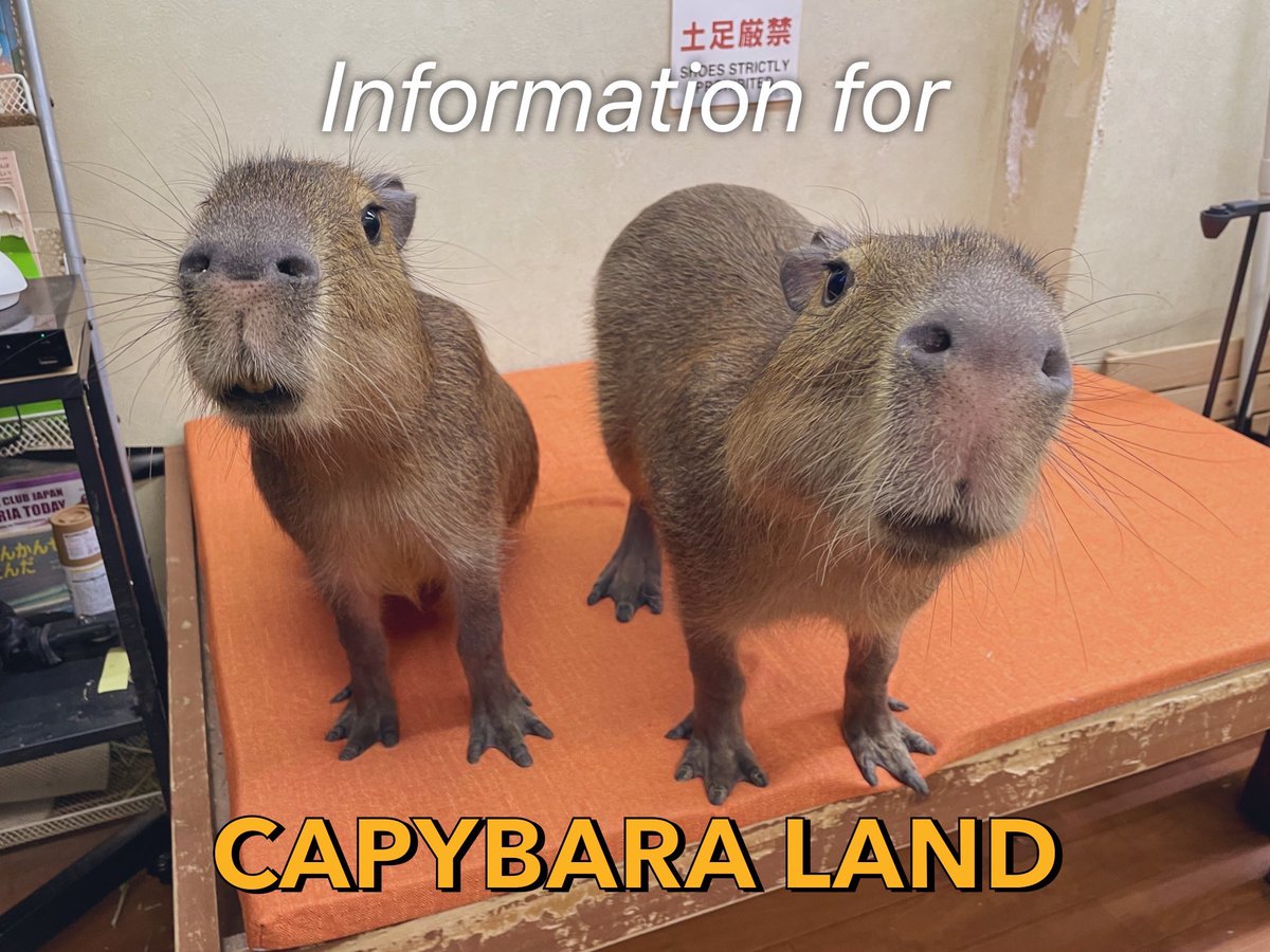 Peekies Capybara