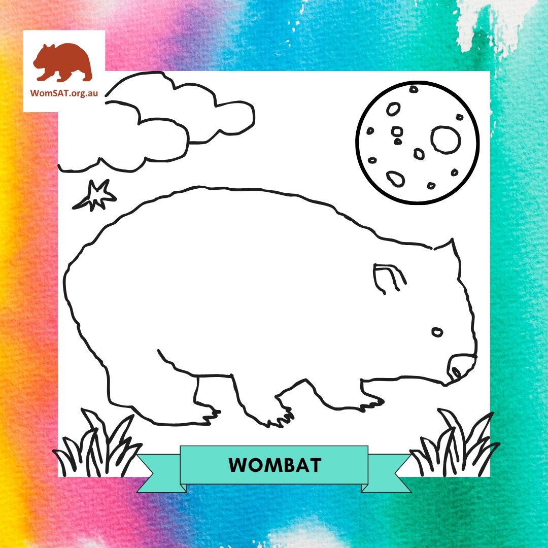WomSAT's tweet photo. The school holidays are in full swing this #WombatWeekend! Who's inspired to unleash their #wombat creativity through #art? Alternatively, you could enjoy a #bushwalk searching for these adorable #marsupials and their #burrows. Log wombat sightings at https://t.co/3WEg0oWT2V! ๐พ https://t.co/2sE4eYgshy