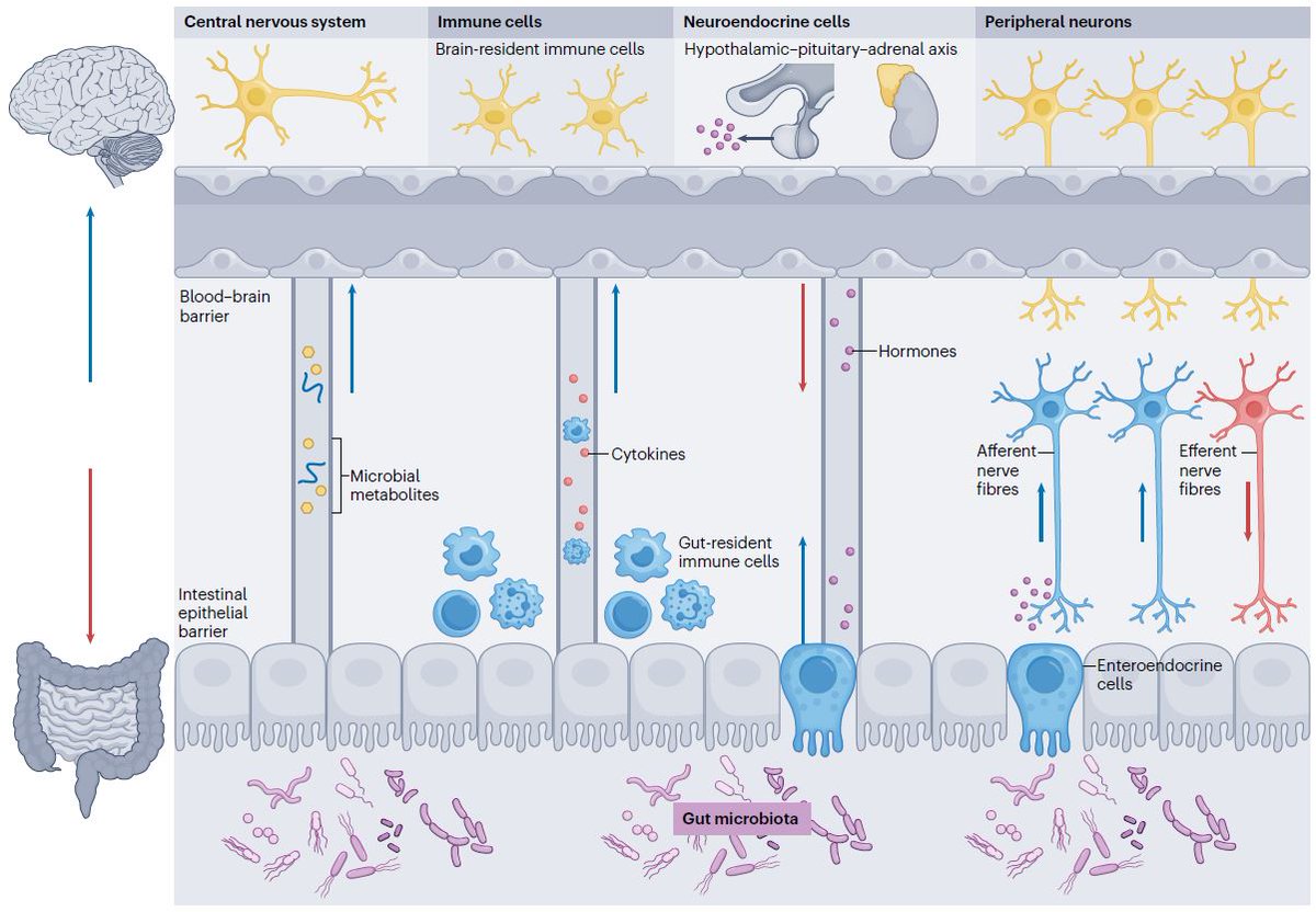 The authors examine the microbial, endocrine and neural mechanisms involved in the gut microbiota–brain axis and their impact on gastrointestinal and neuropsychiatric health.

rdcu.be/d5poA